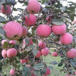 山東省日照市莒縣騰達(dá)農(nóng)產(chǎn)品公司 優(yōu)質(zhì)食用農(nóng)產(chǎn)品批發(fā)供應(yīng)商，價(jià)格優(yōu)勢(shì)盡顯
